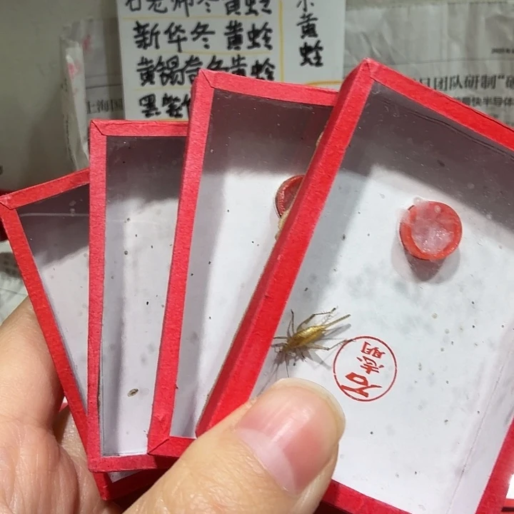 蟋蟀石老师飞机黄蛉包邮