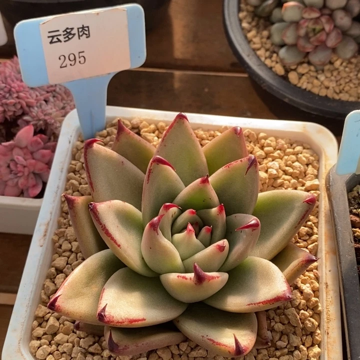 D295- 直播福利内勾乌木