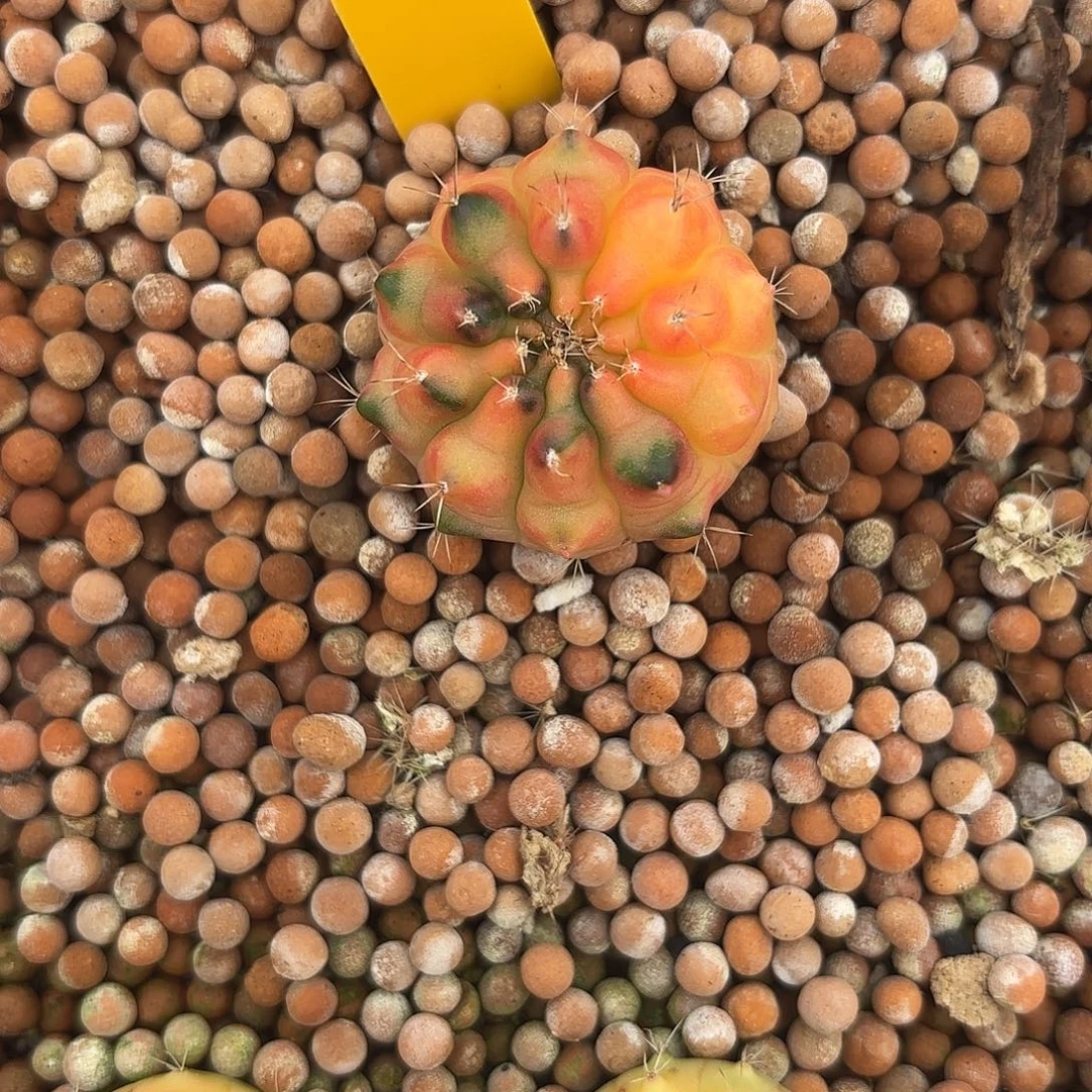 656-0919泰国发货 太阳皇冠