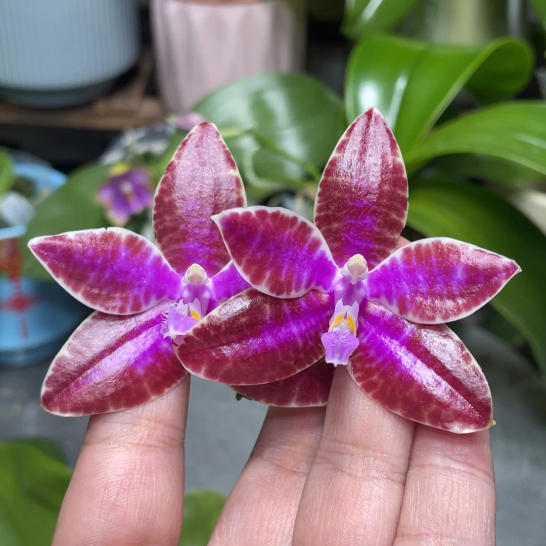 完全开放红路德2.5寸