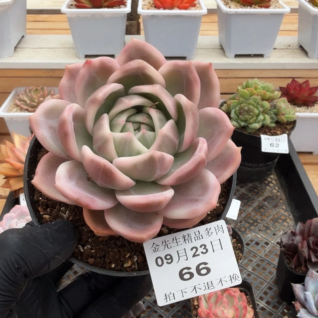 0923-66香槟锦单头