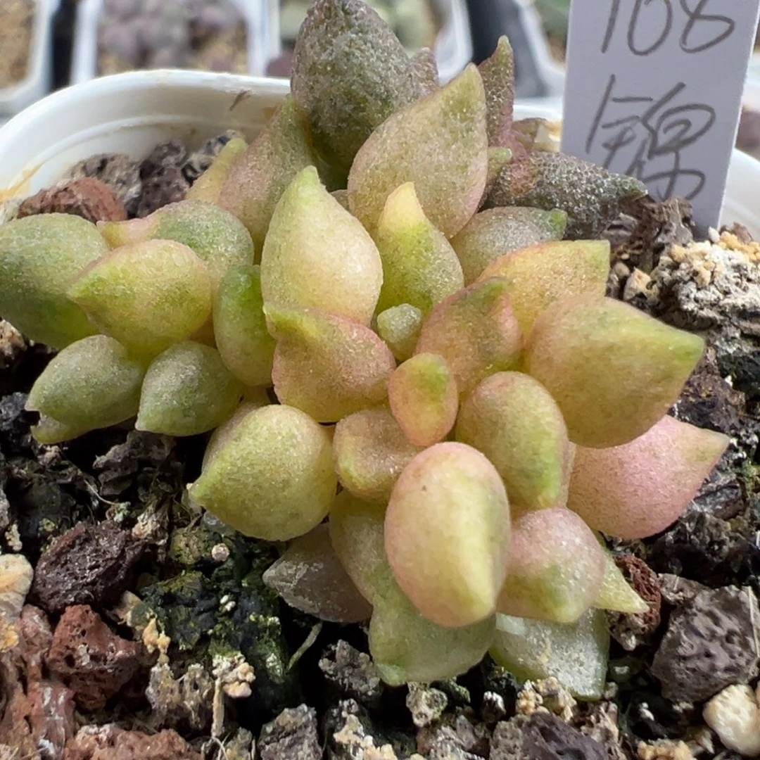 小辣椒锦多头纯木质桩多肉植物