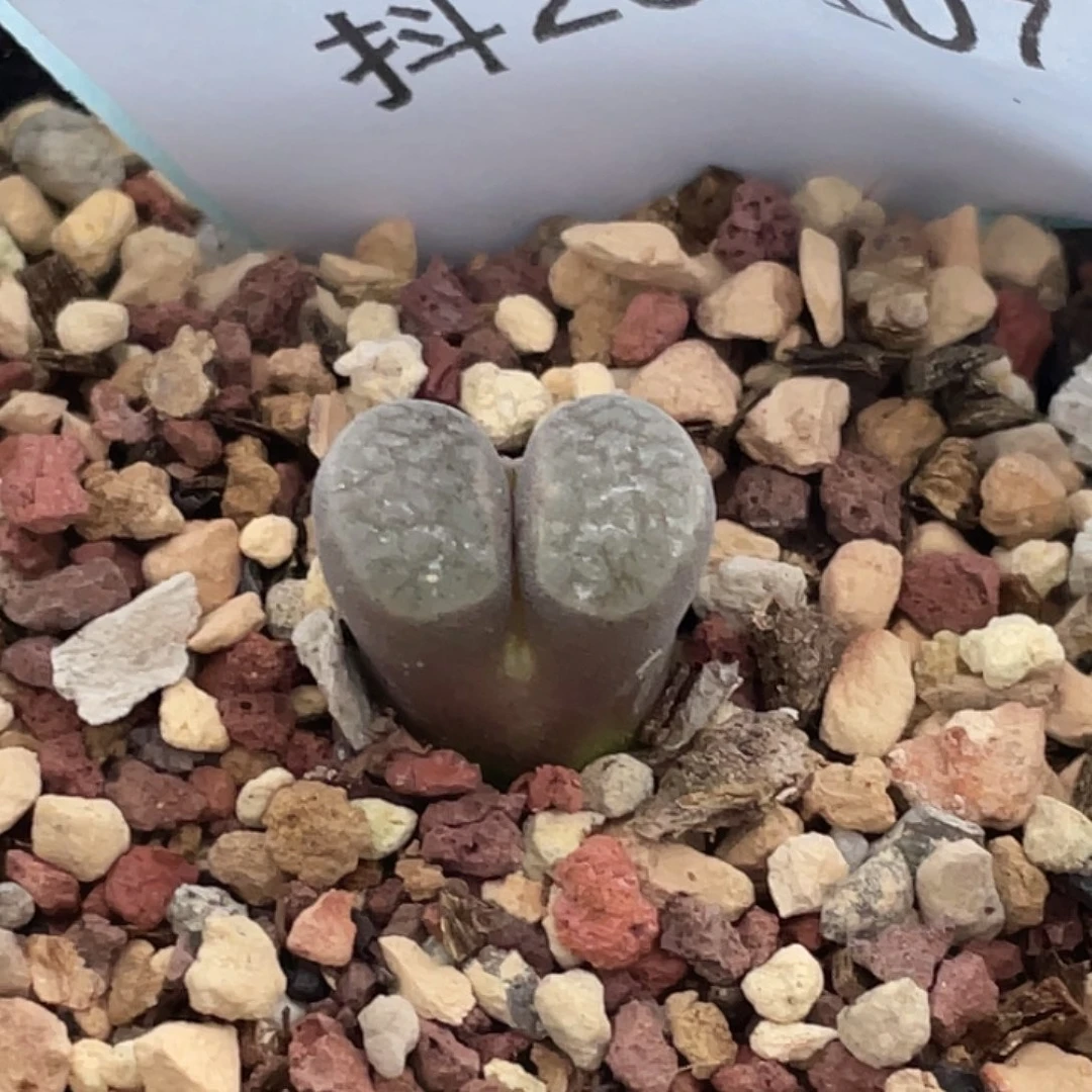 26-107磁铁多肉植物