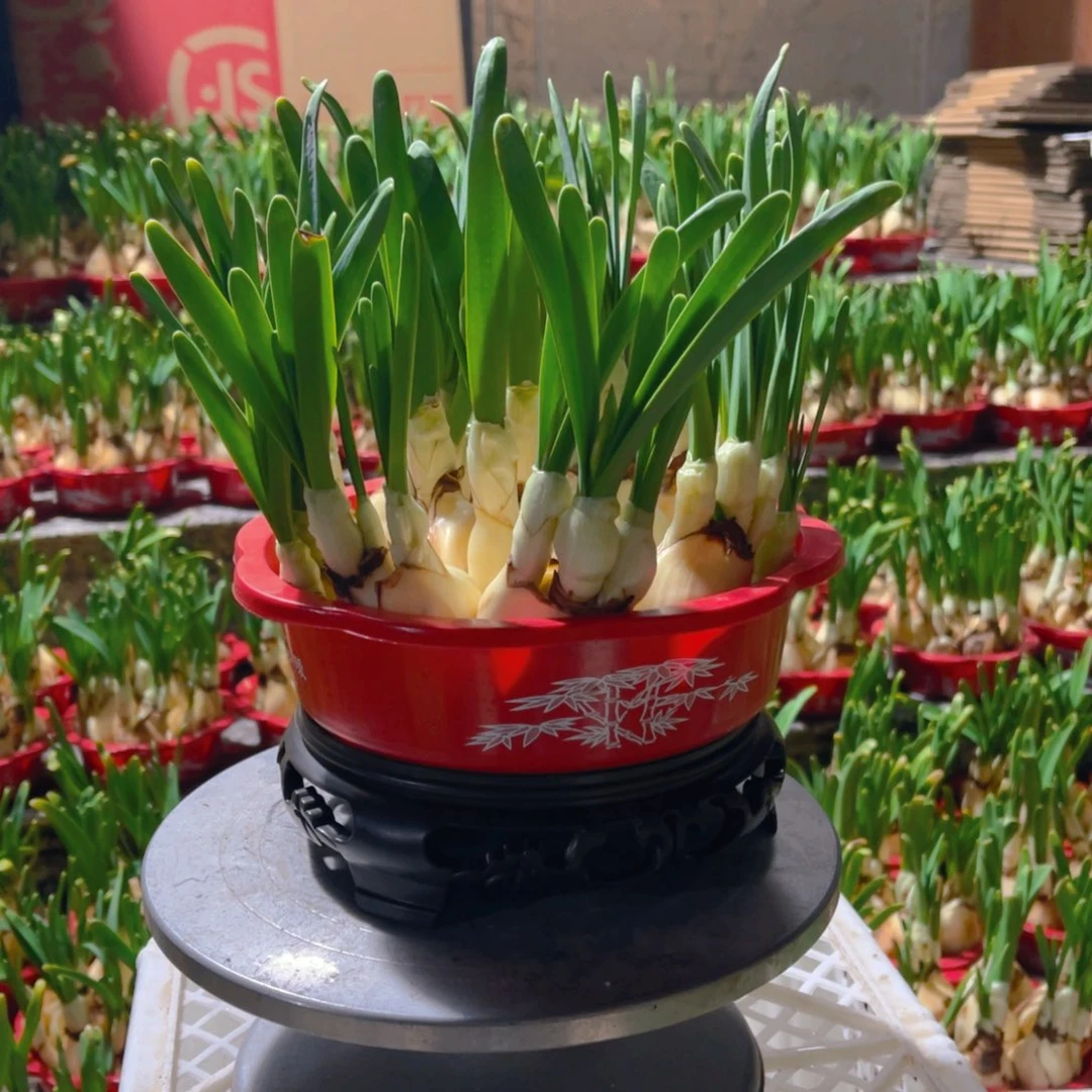 复瓣吉祥如意盆一套