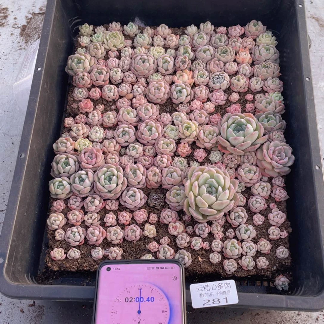 炸*怪云糖心多肉植物281