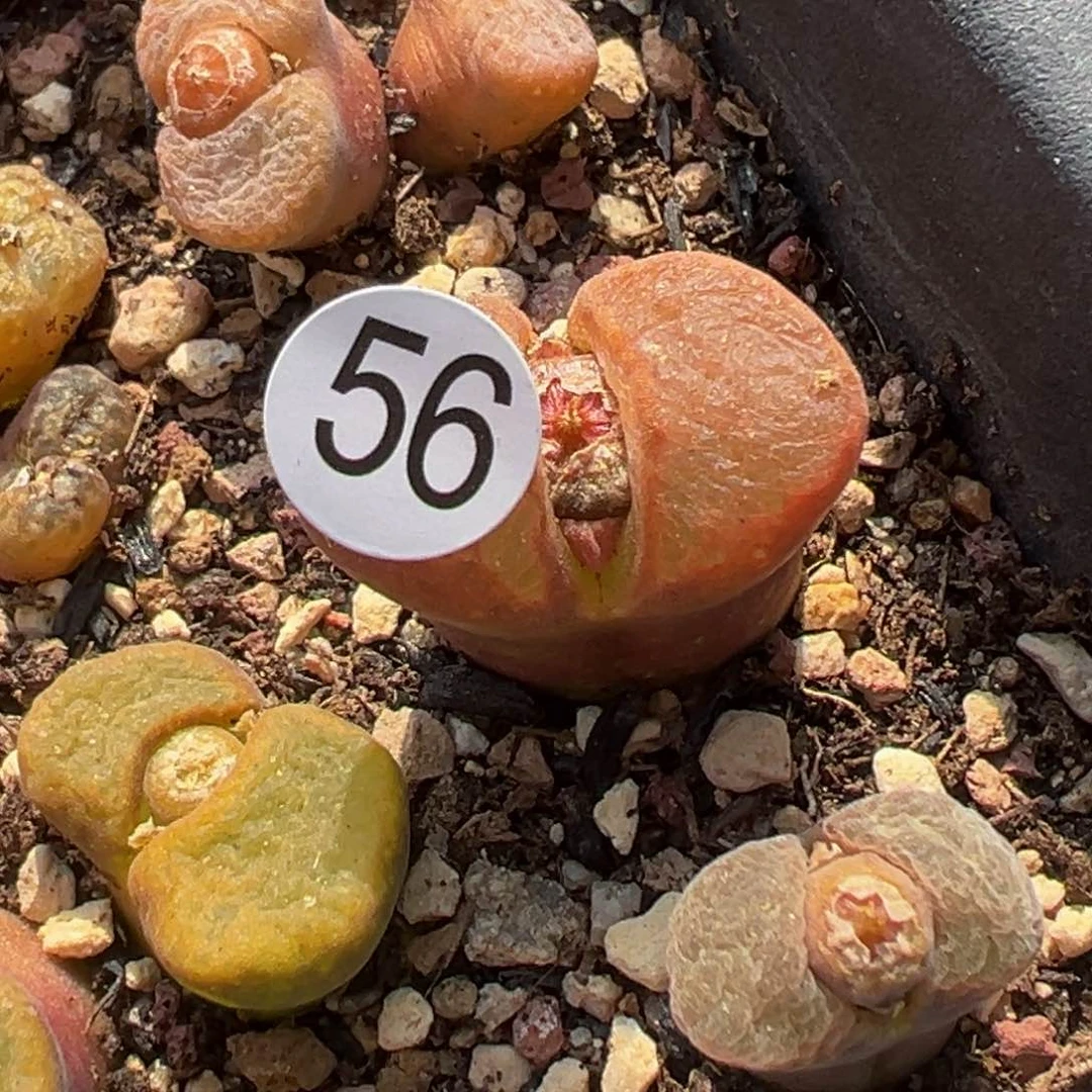 姬**君多肉植物111111111111