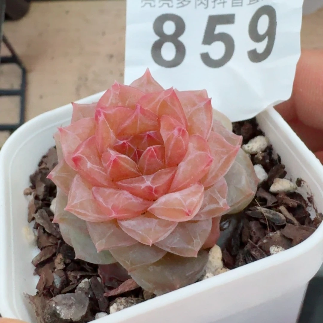 鬼****骜孤品         精品多肉