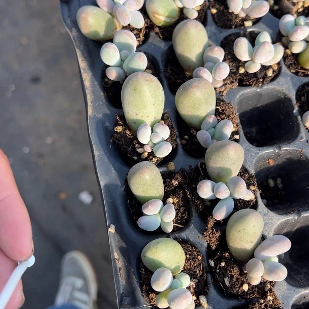 米可奶酪2cm到手1颗