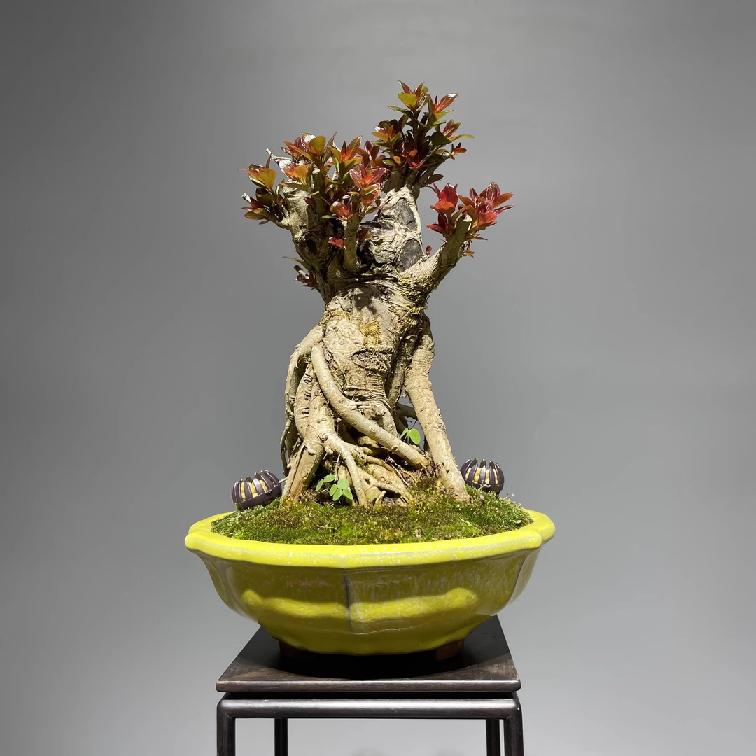 水杨梅 盆栽绿植