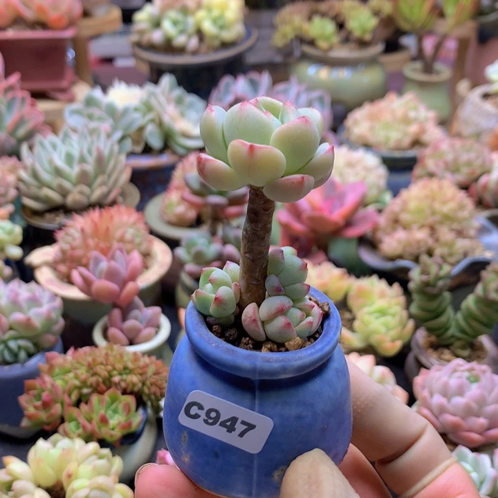 一物一拍含盆土满38包邮C947