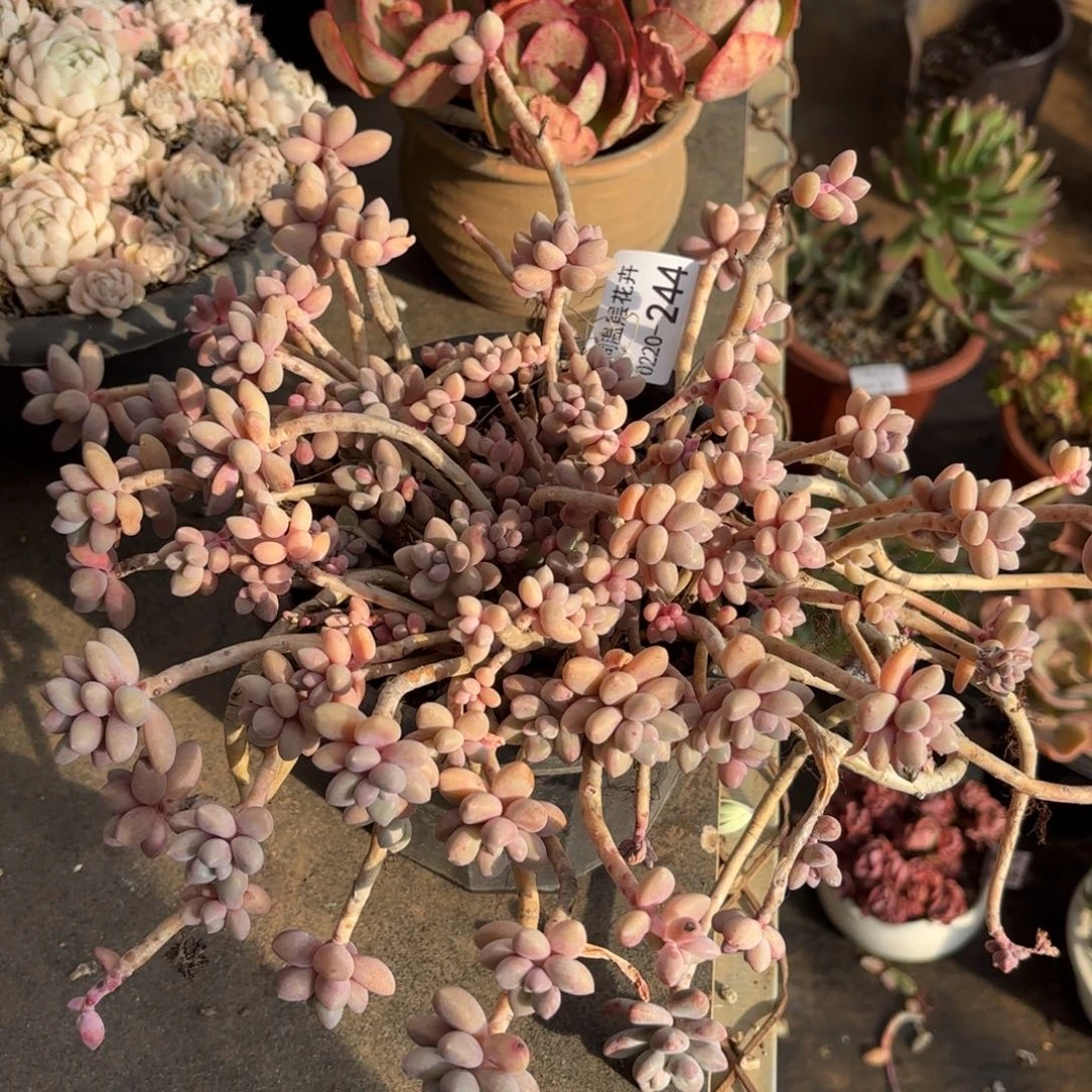 同温层多肉艾香244