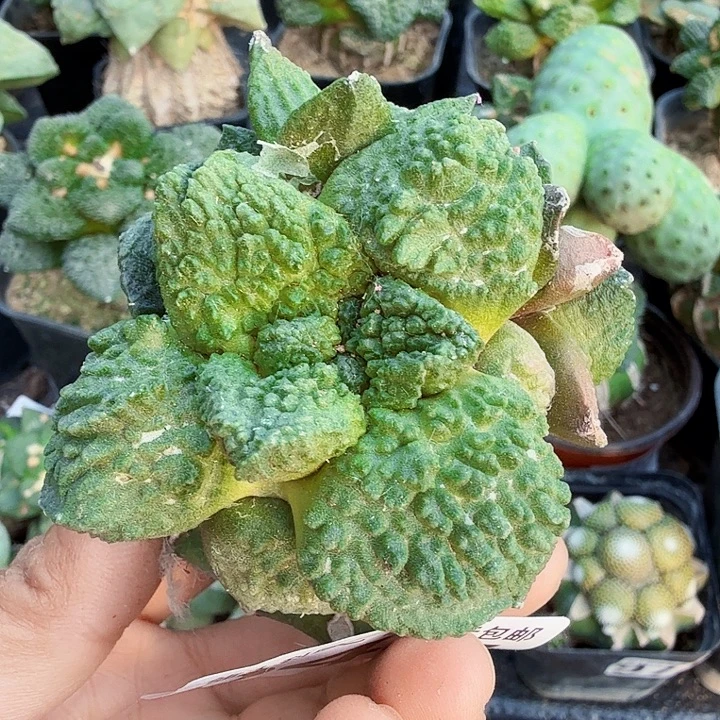 无花朵644大尤哥怒牡丹