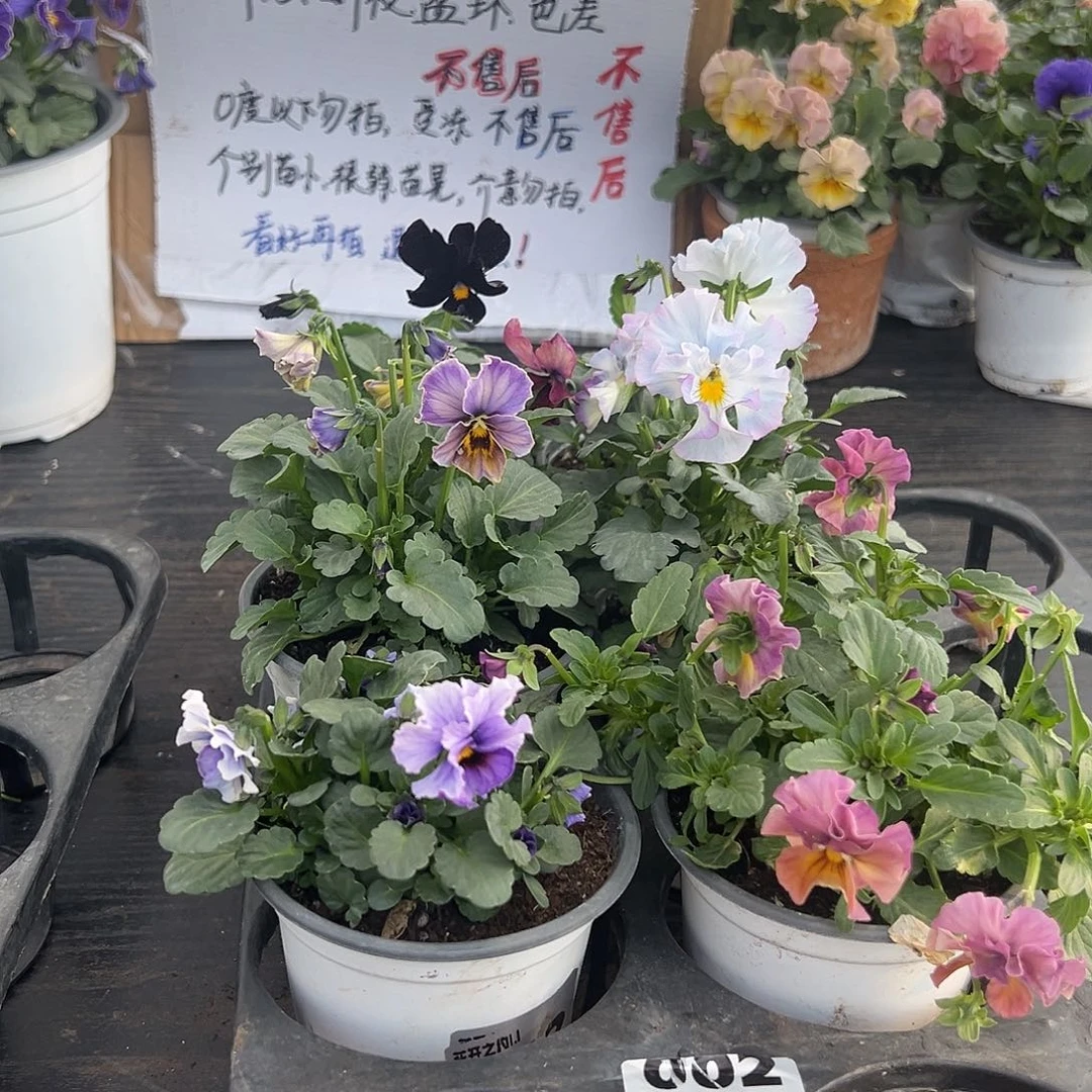 大部分花苞少量开放002号