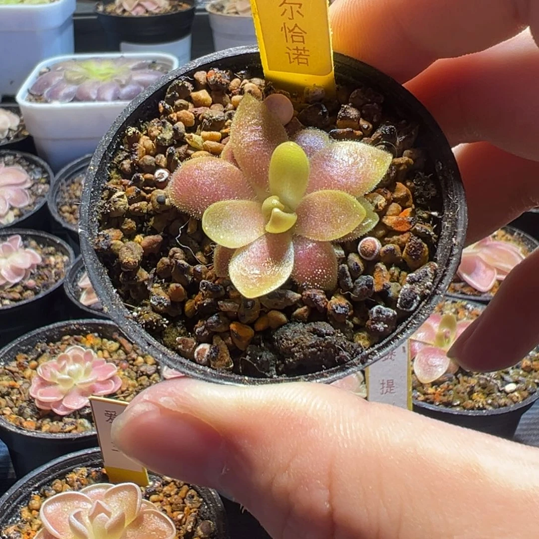 捕虫堇食虫植物马尔恰诺