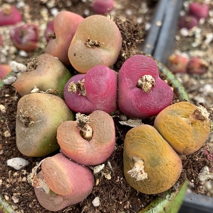 289有伤一组一组