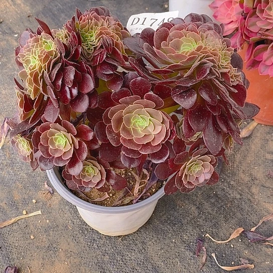 1748欧紫多肉缀化