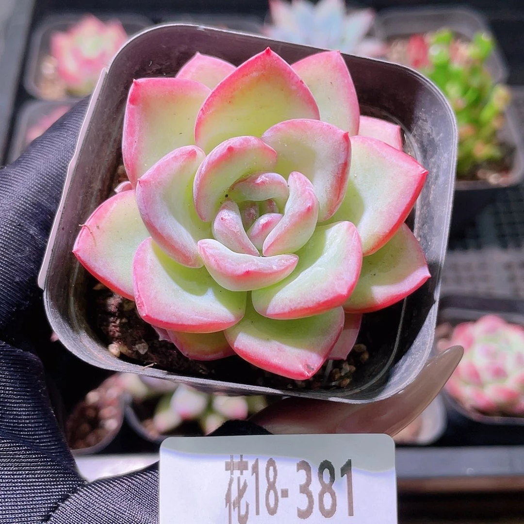 花利美18-381草莓泡芙