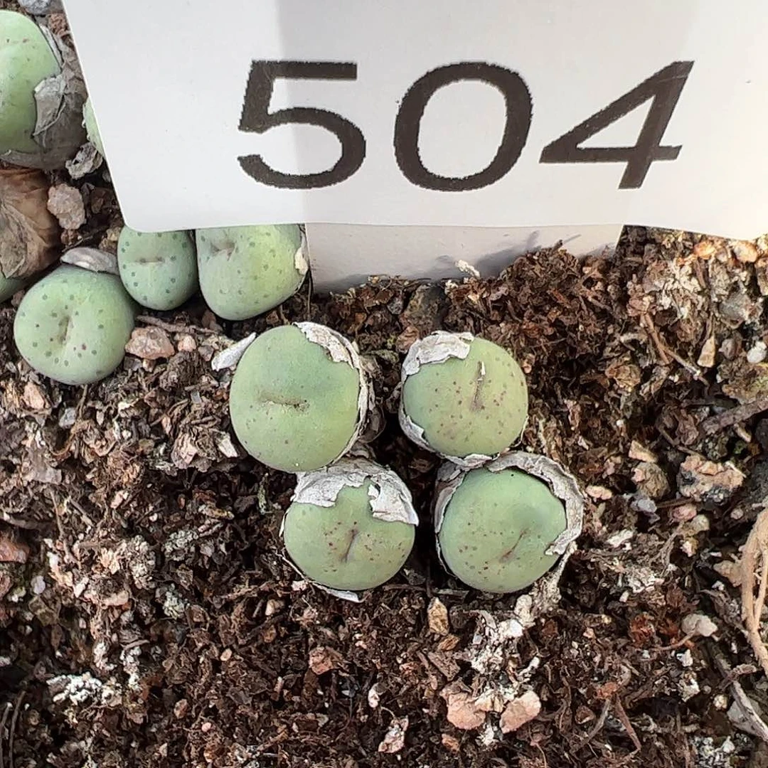 一物一拍脱土发504