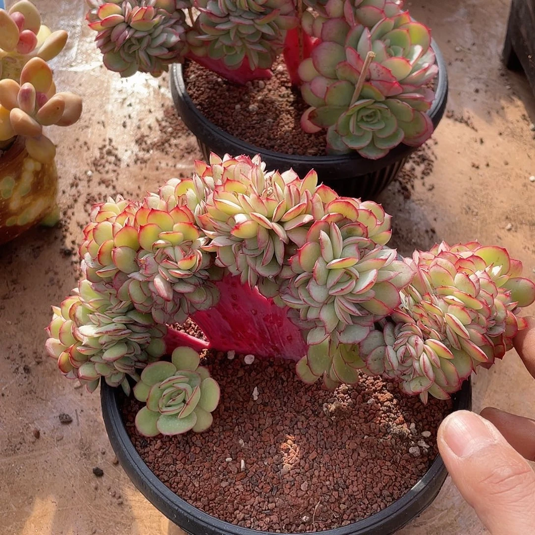 牡丹亭缀化精控18厘米可挑