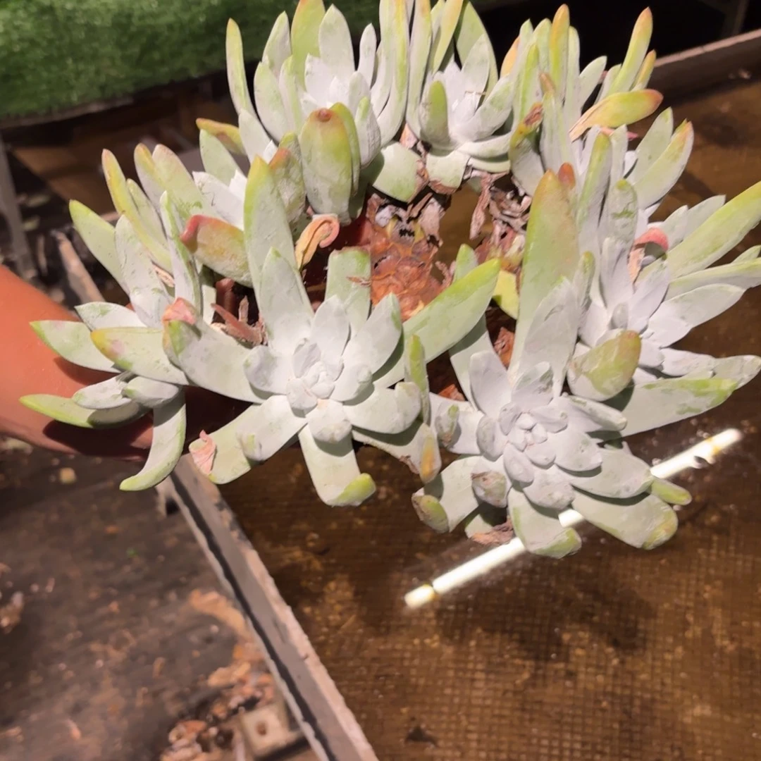 雨***相3代红帕杂交仙女杯多肉处理福利