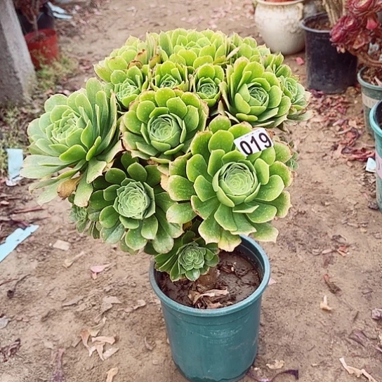 019绿羊绒老桩法师