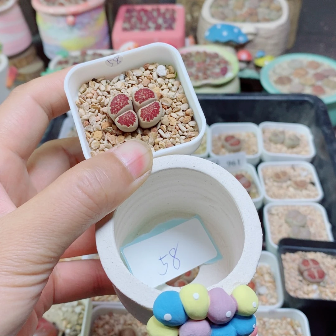 红***生石花花花花花花962