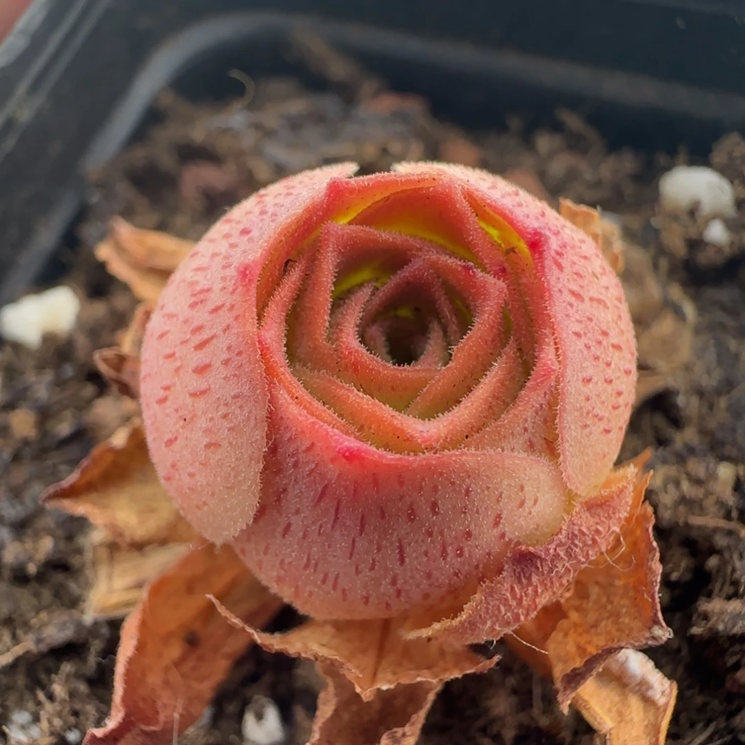 L251半城玫瑰连生宛