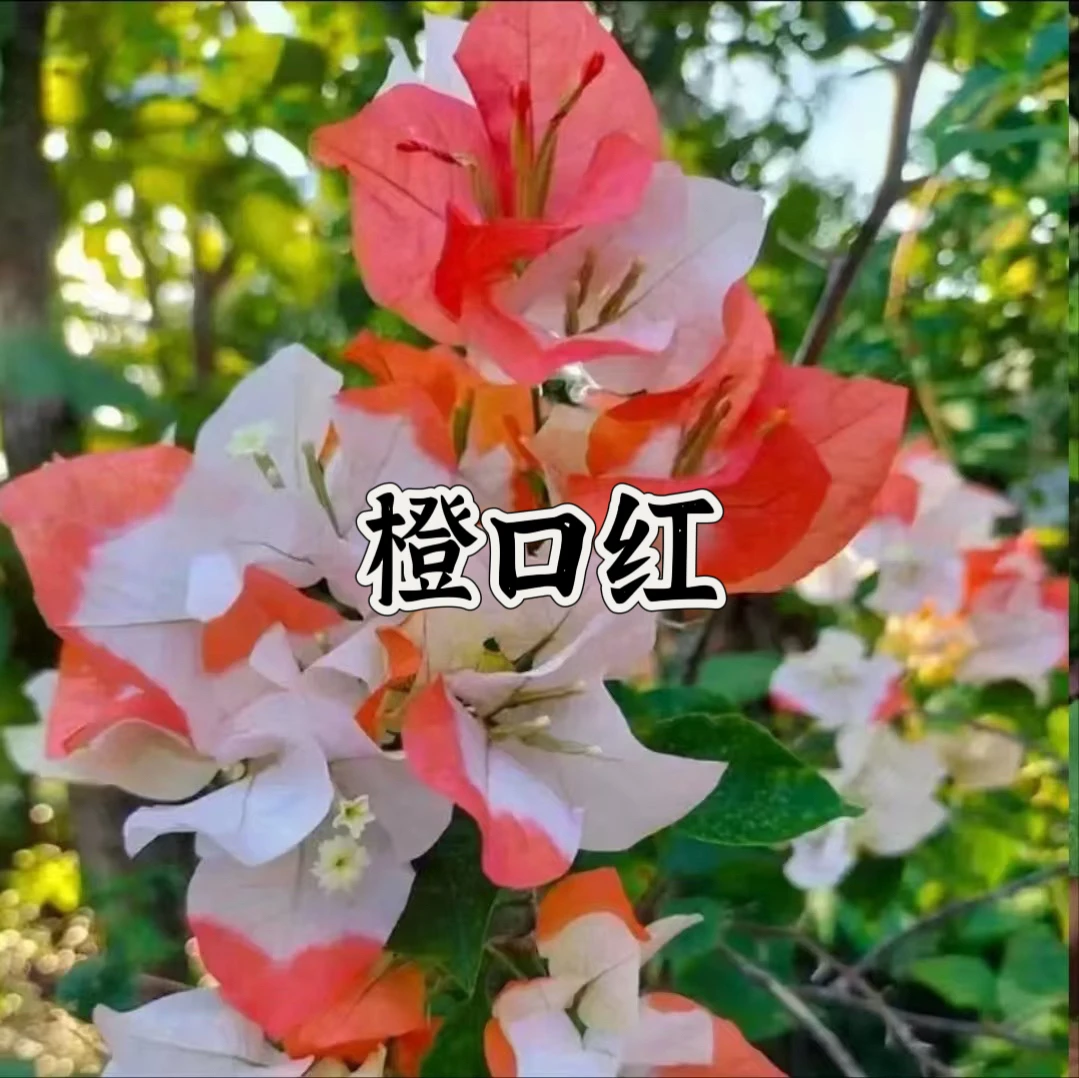 【一颗橙口红不带花】三角梅四季开花勤花庭院爬藤好养   桥头基地。