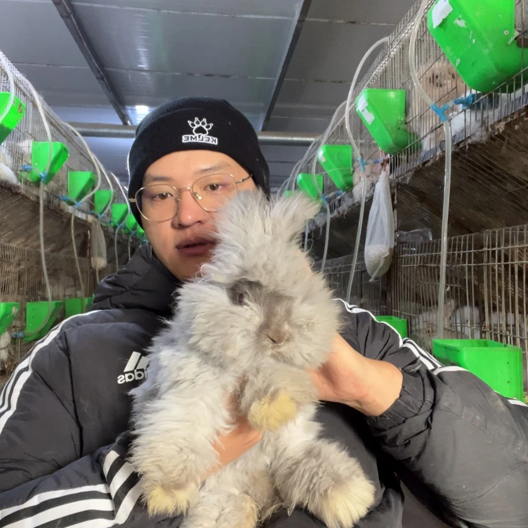 双血统英系安哥拉兔