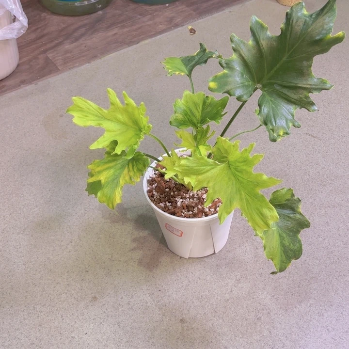 无花朵春雨锦龟背竹