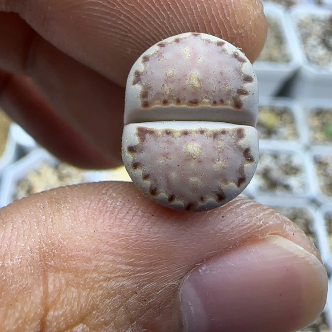 207 生石花大棚直播