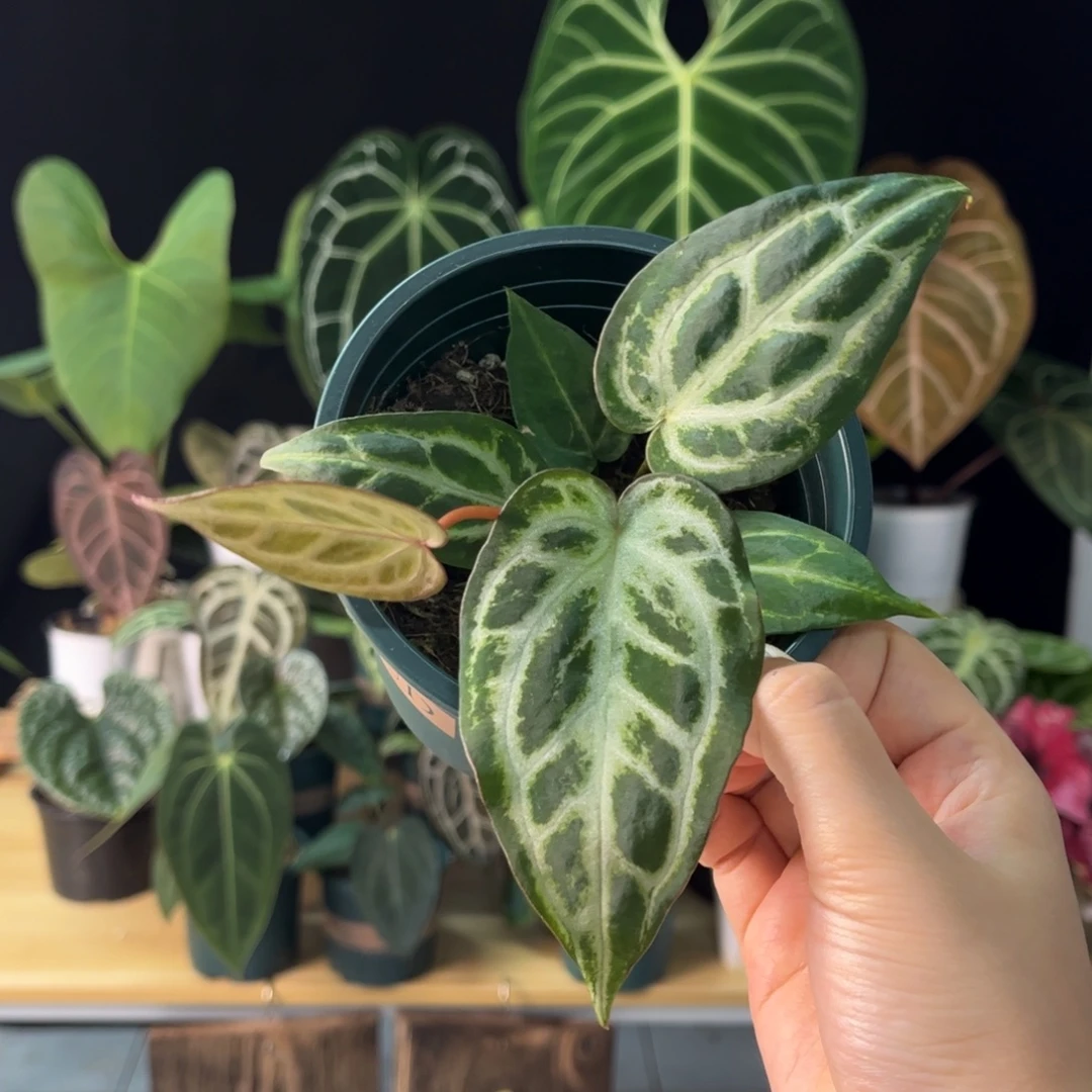 无花朵银色面纱8667