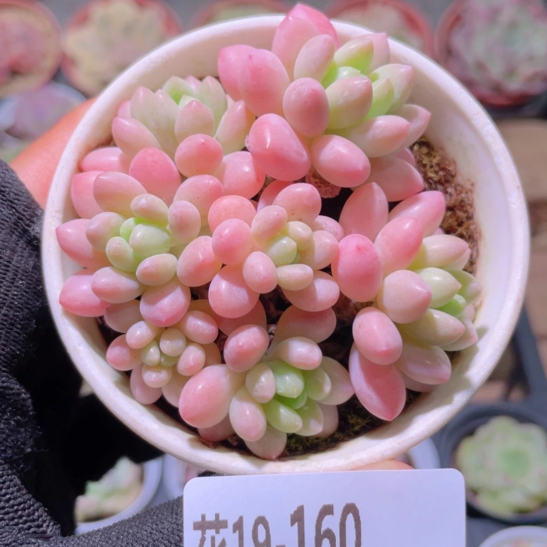 花利美19-160洛可可