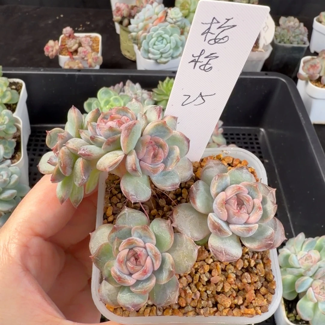 桉***桉安安一颗红恋五头群