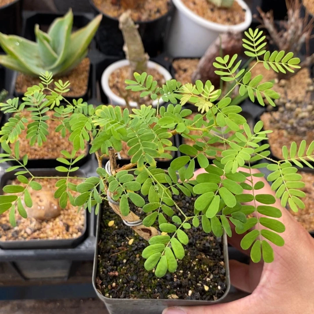 【闪购商品】黑猴刺树