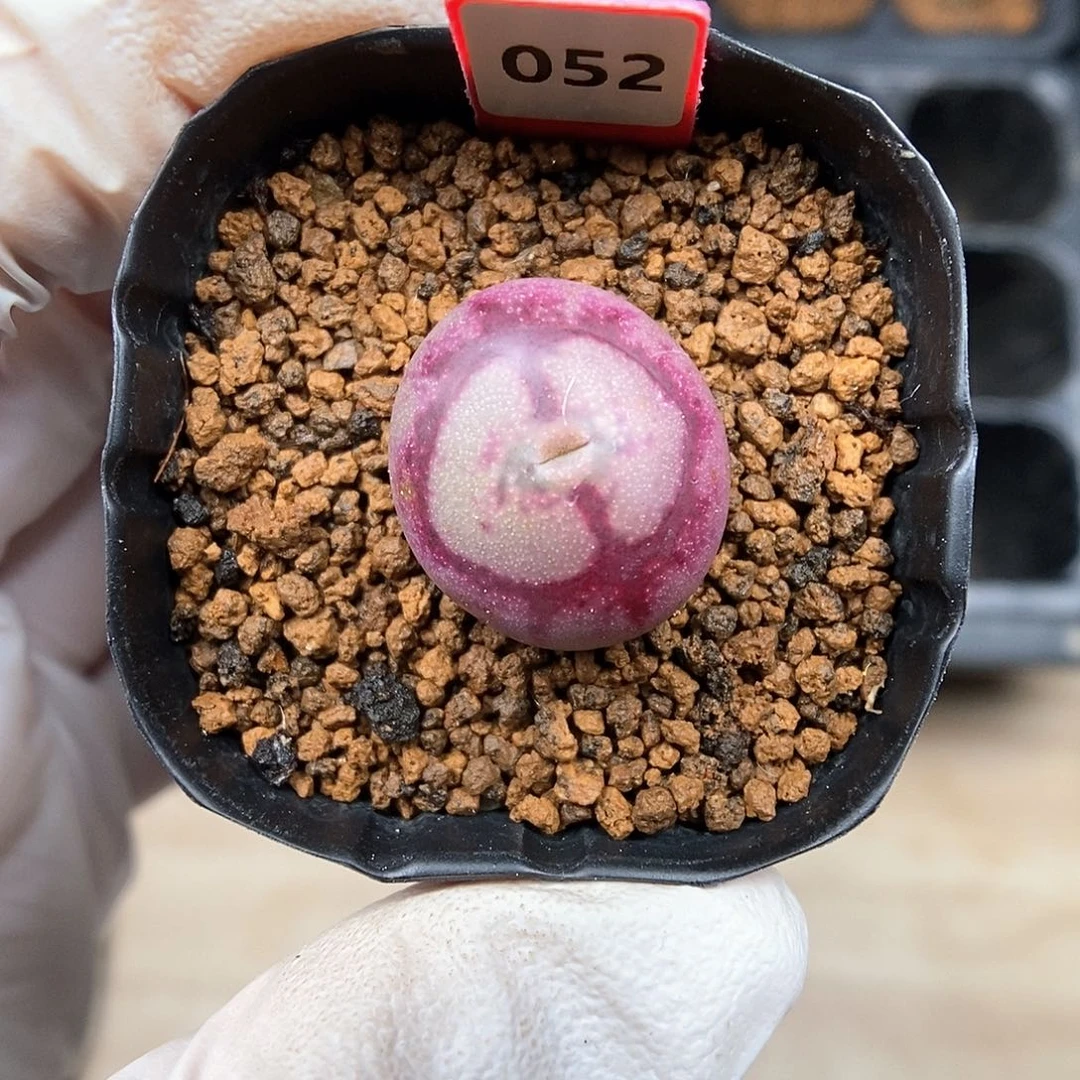 多肉植物A-052（1.7）墨杂