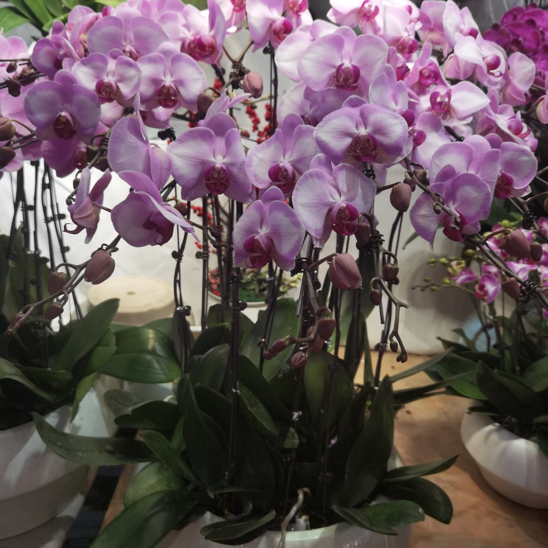 淑女12支青岛本地蝴蝶兰