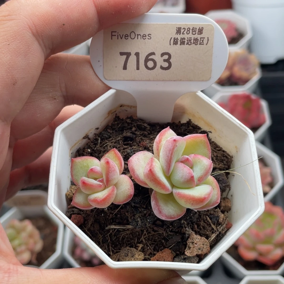 草莓泡芙7163-5厘米