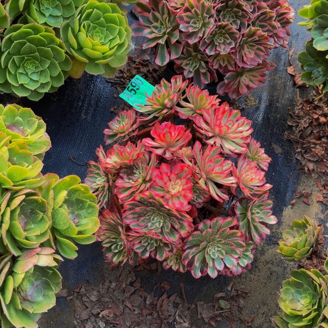 红超白法师朵朵1-11