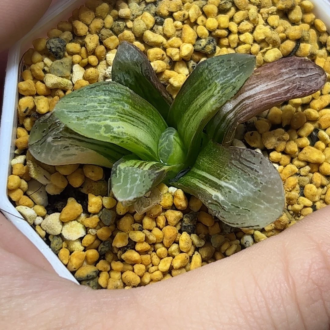 万华镜锦十二卷多肉植物满