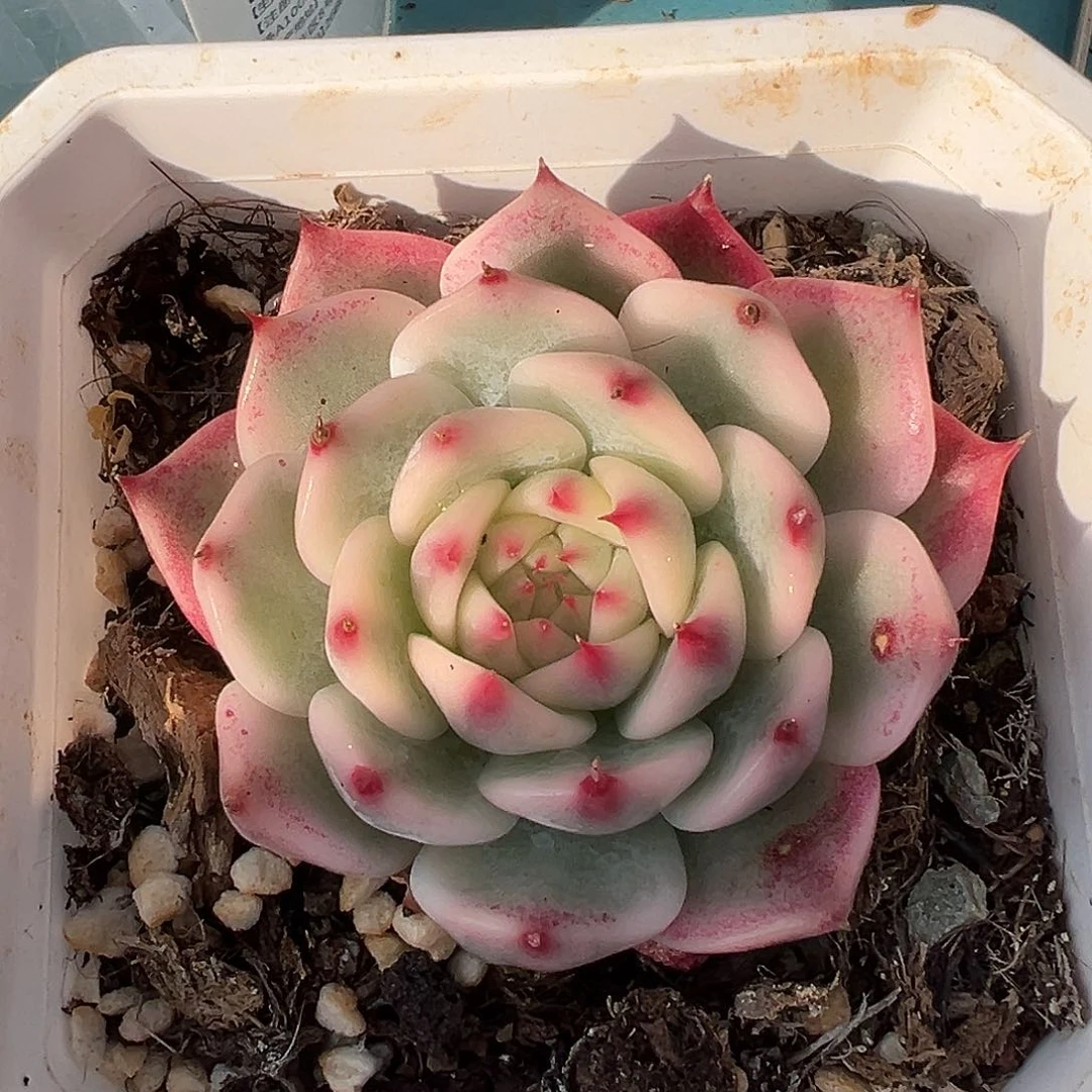 ?*挞红背吉娃娃锦，多肉植物