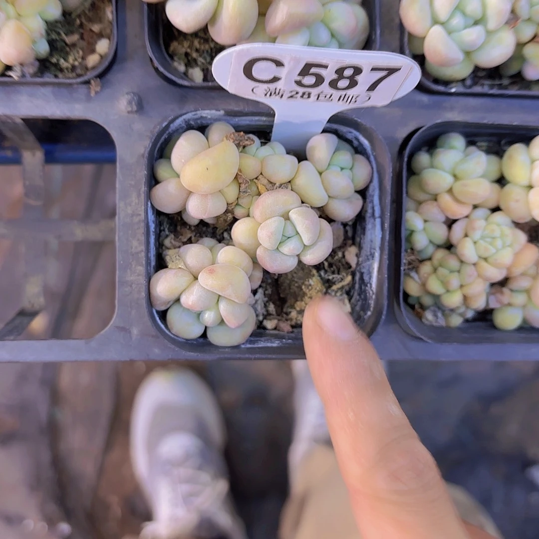 C587泡泡糖一物一拍