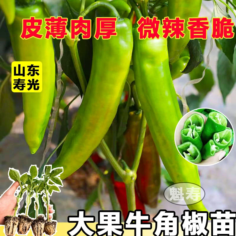 特大牛角椒种苗大果羊角青椒辣椒苗四季盆栽阳台庭院种植辣椒秧苗