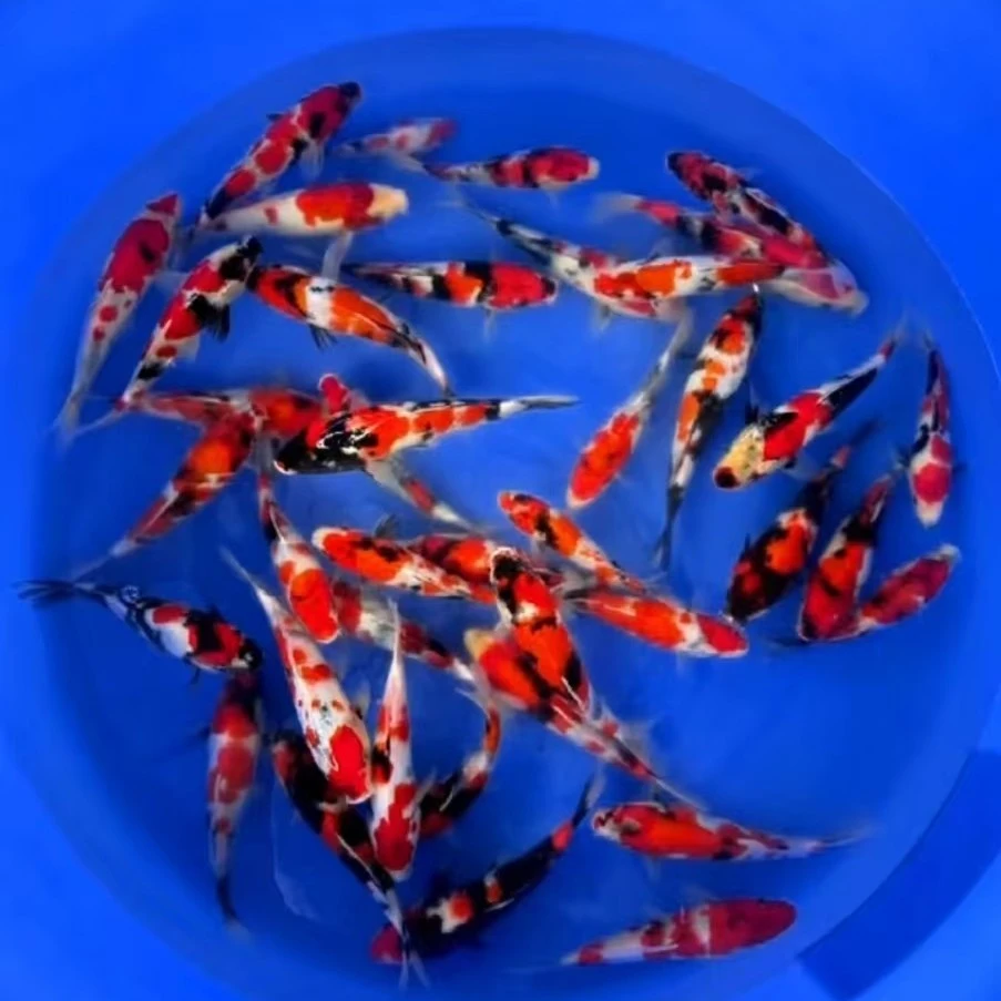 锦鲤观赏鱼红白三色大正孔雀龙系辉龙秋翠昭和绯写冷水鱼好养耐活
