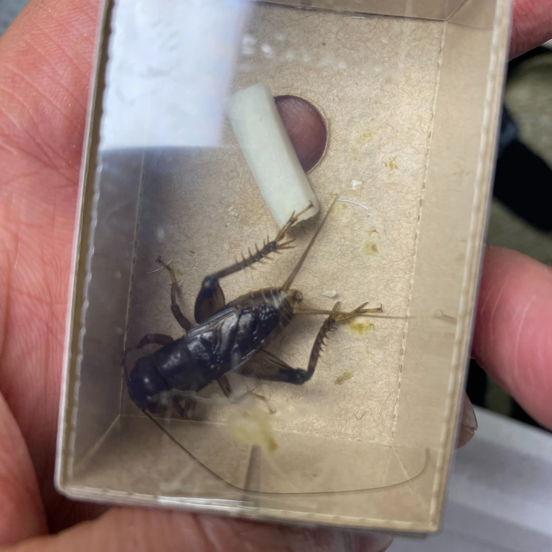 大蟀堂精品蟋蟀精美包装