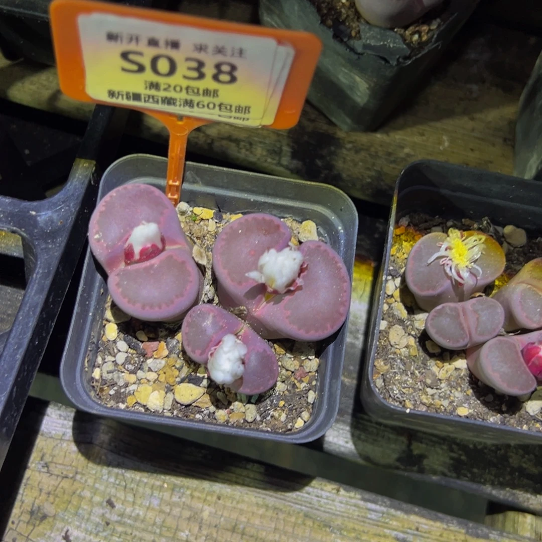 038 一物一拍，默认有伤，介意勿拍，不退不换