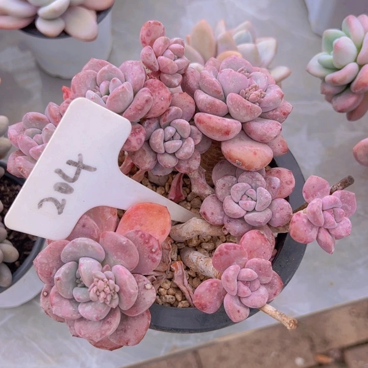 健健康康平平安安