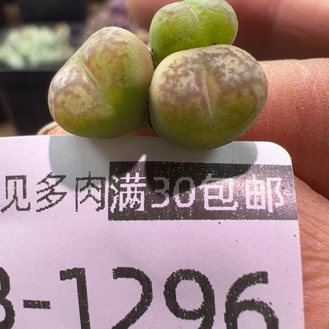 多肉植物11111111111