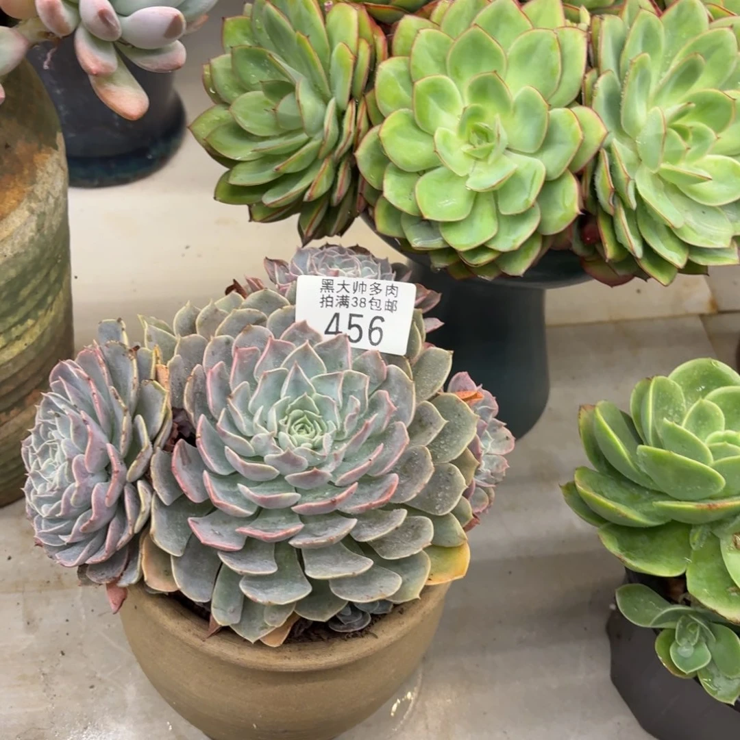 诺***黑大帅多肉456天赐