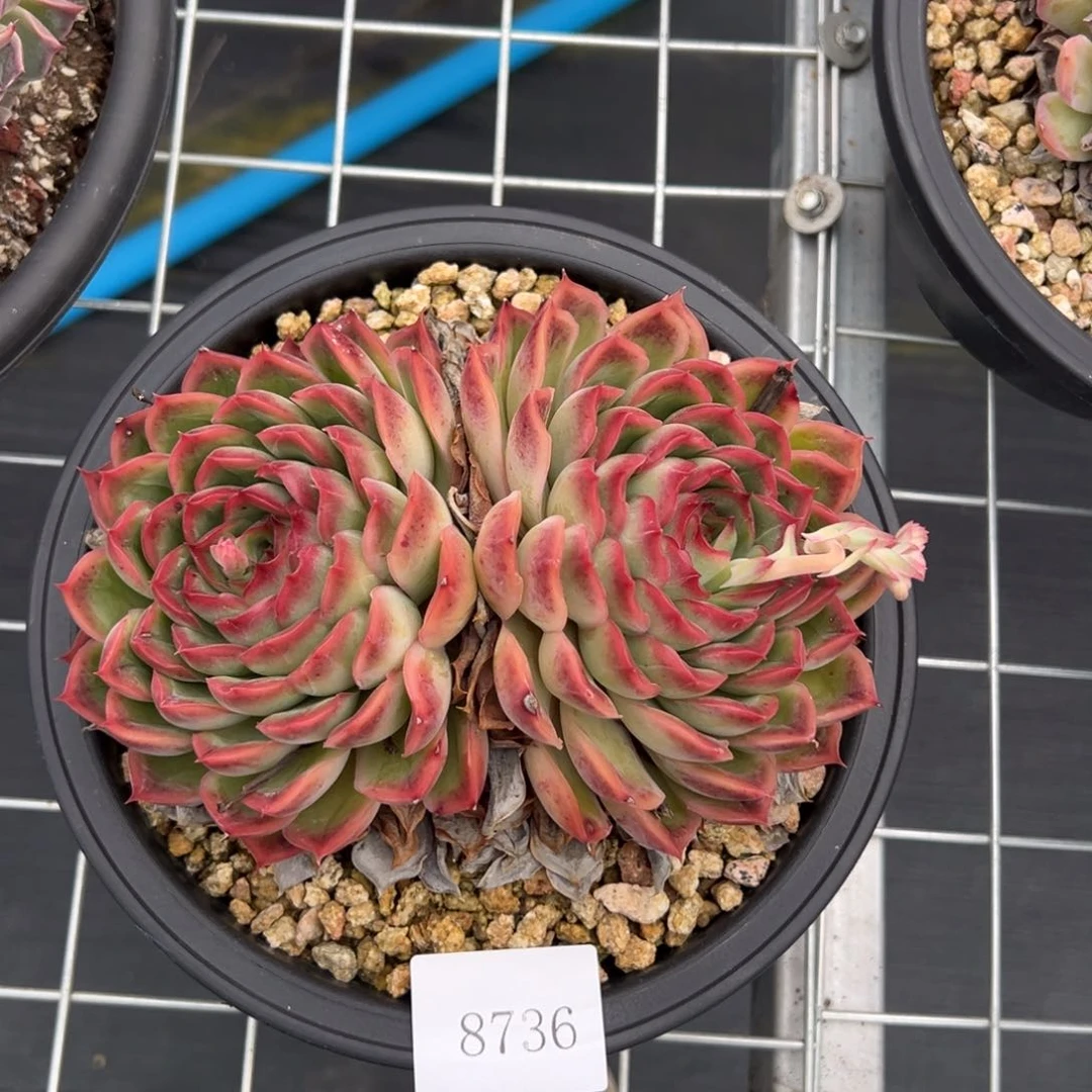 用****08736多肉多多多多多